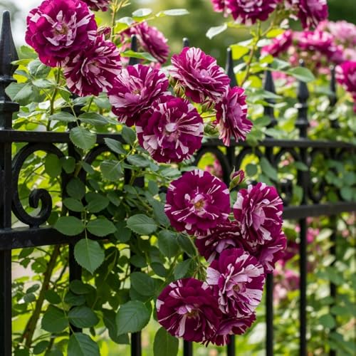 6 Months Old Climbing Rose Live Plant, Well Rooted 5-9 Tall, No Leaf, Ready to Plant Indoor Outdoor, Climber Rose Bush, Hybrid Tea Rose Like, Very Fragrant, Long Bloomer (Purple Striped)
