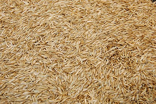 Kentucky 31 K31 Tall Fescue Grass Seed by Eretz – Choose Size! State Certified, No fillers, No Weed or Other Crop Seeds (3lbs)